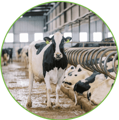 Crop Commodities