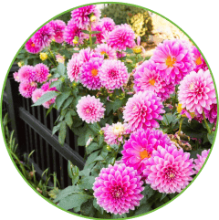 Flowers & Plants