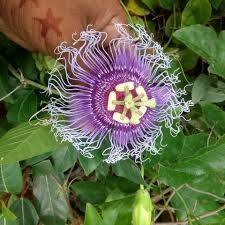 Rakhi Bel Flower