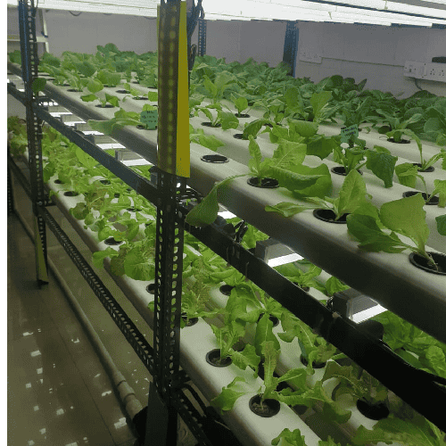Hydroponic Environment Control Indoor Vegetable Setup