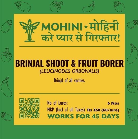 Mohini – Brinjal shoot & fruit borer | (Leucinodes orbonalis) | Trap