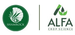Shamrock Overseas Pvt Ltd