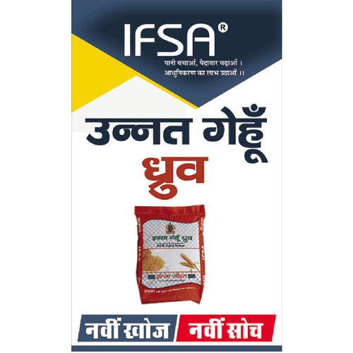 Wheat Seeds | Variety IFSA Wheat Dhruv | Quality Seeds