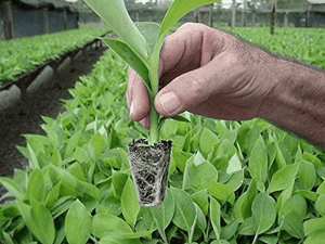 BANANA TISSUE CULTURE | Pest Resistant Tissue Culture | Krishi Rasayan | Healthy Tissue |