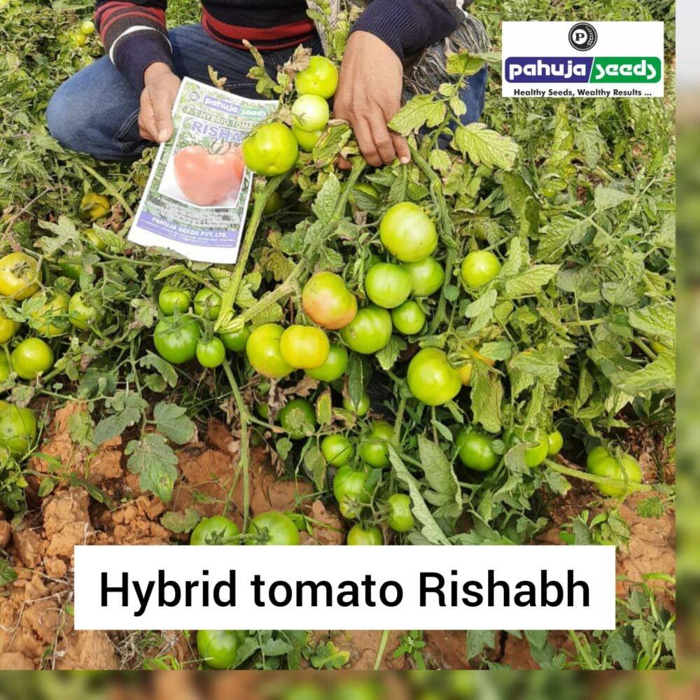 Tomato Seeds Varieties