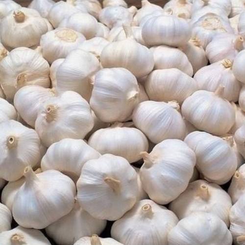 Best Quality Garlic Wholesale Supplier | Sai Krishna Impacts Mandsour