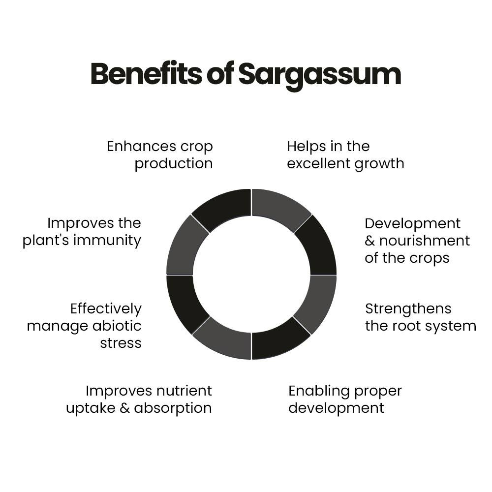Sargassum