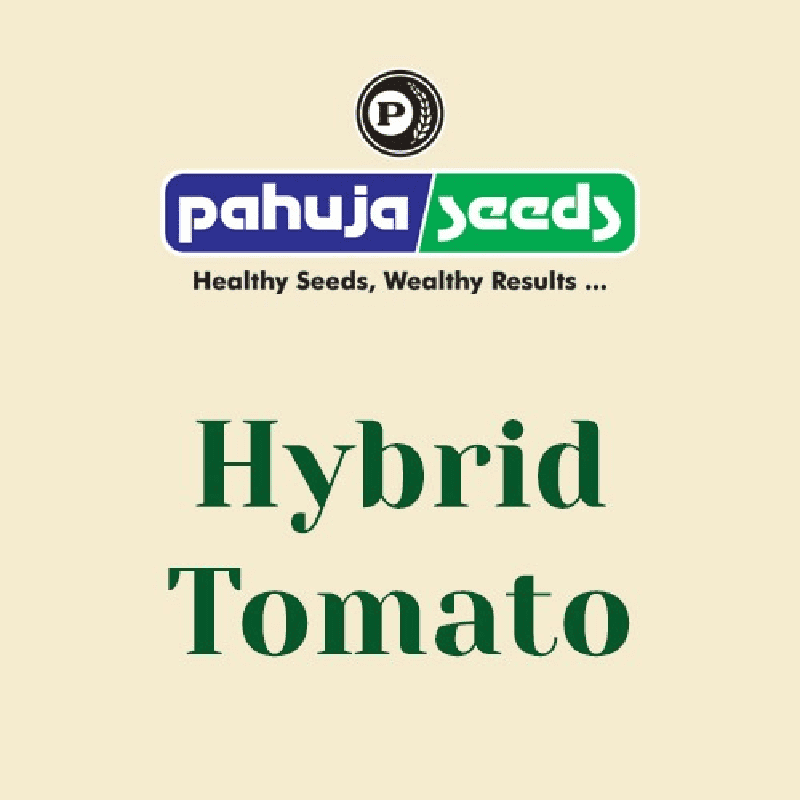 Tomato Seeds Varieties