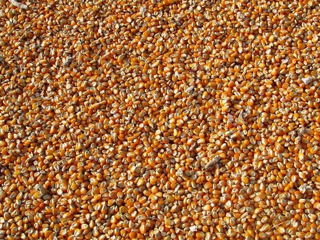 Premium Brazilian Yellow Corn