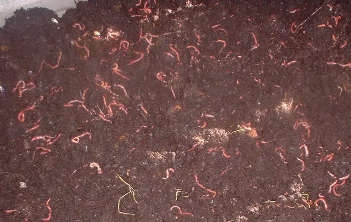 Vermi compost | Kechua Khad | Best farm waste managment