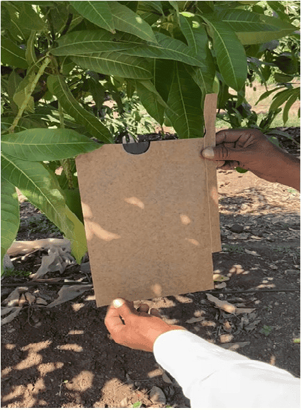 Fruit guard - Pre harvest fruit bags