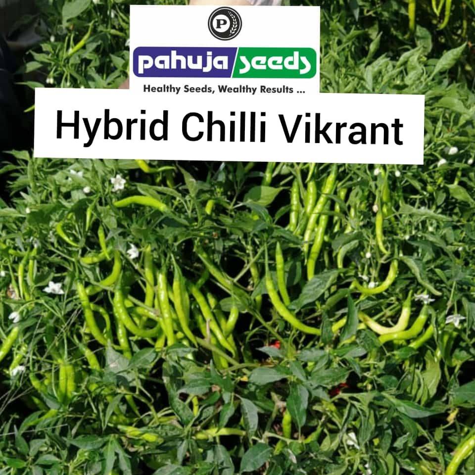 Chilli Seeds | Best Quality | Varieties