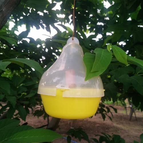 Mac phill pheromone trap