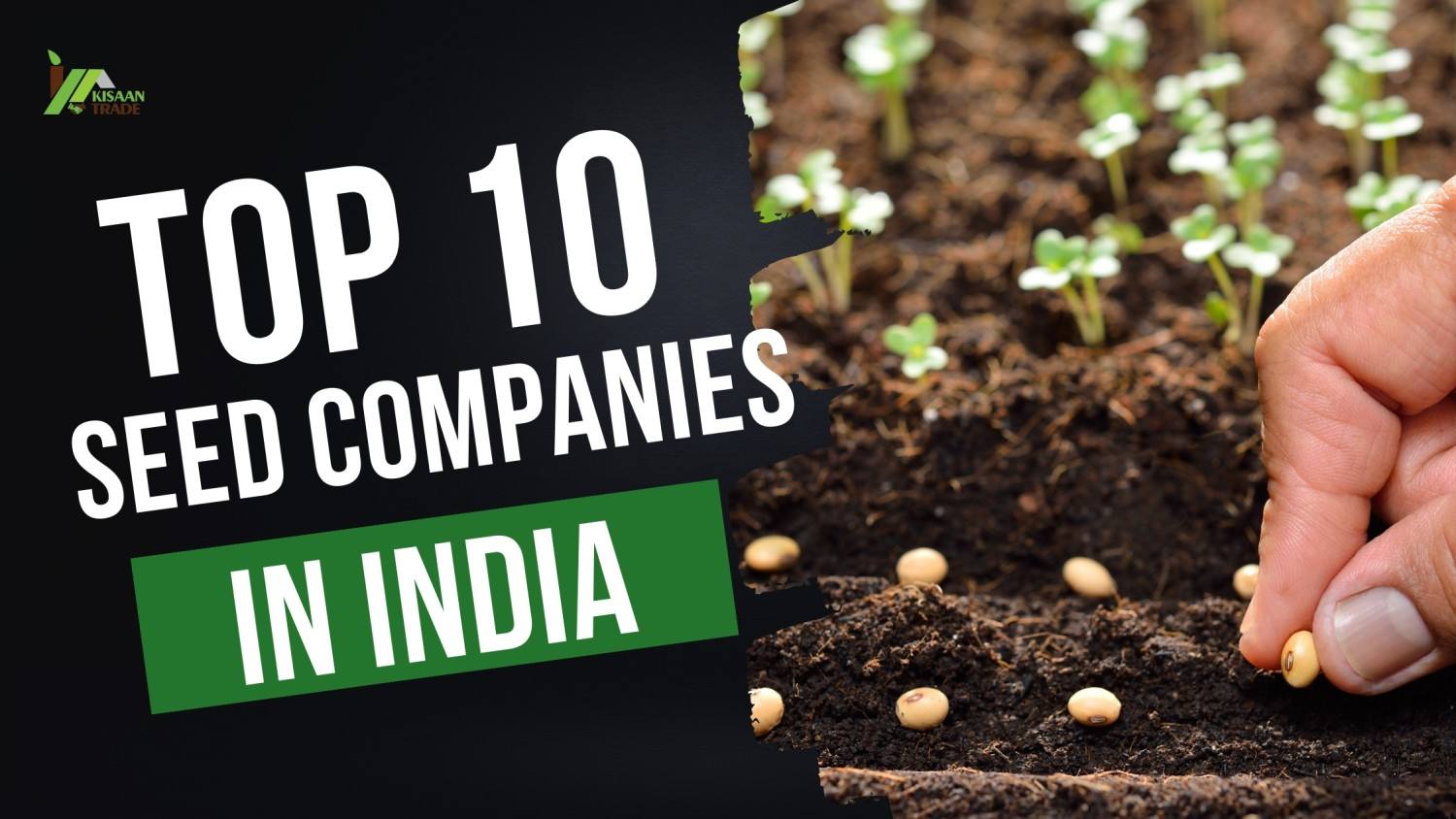 Top 10 Seeds Companies in India Offering Hybrid & Non-Hybrid Seeds
