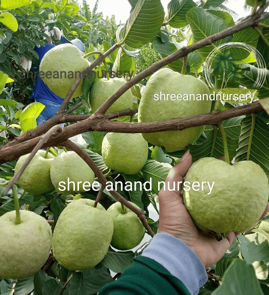 Red Diamond Guava | Guava Variety