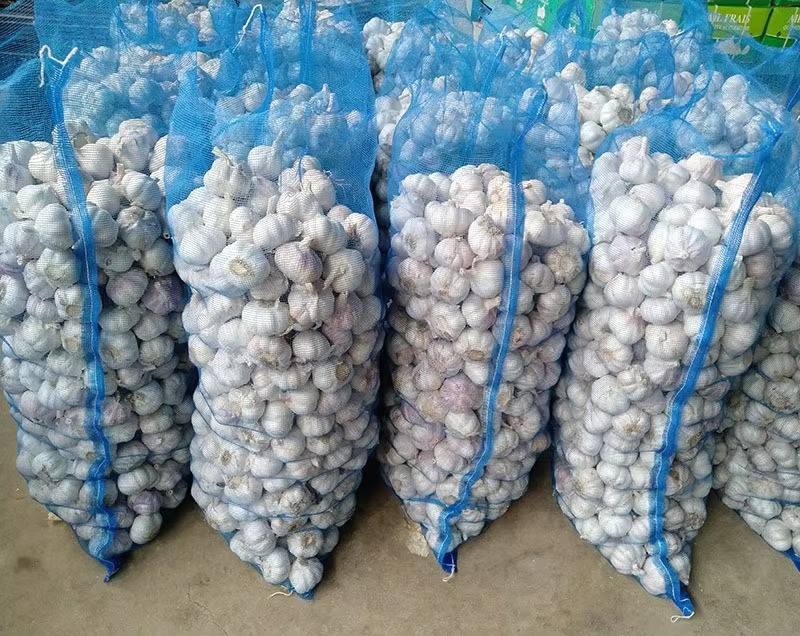Mandsaur Wholesale Garlic Supplier | Export Quality Garlic in Bulk
