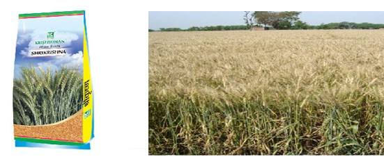 SHRIKRISHNA | Wheat quality Seed