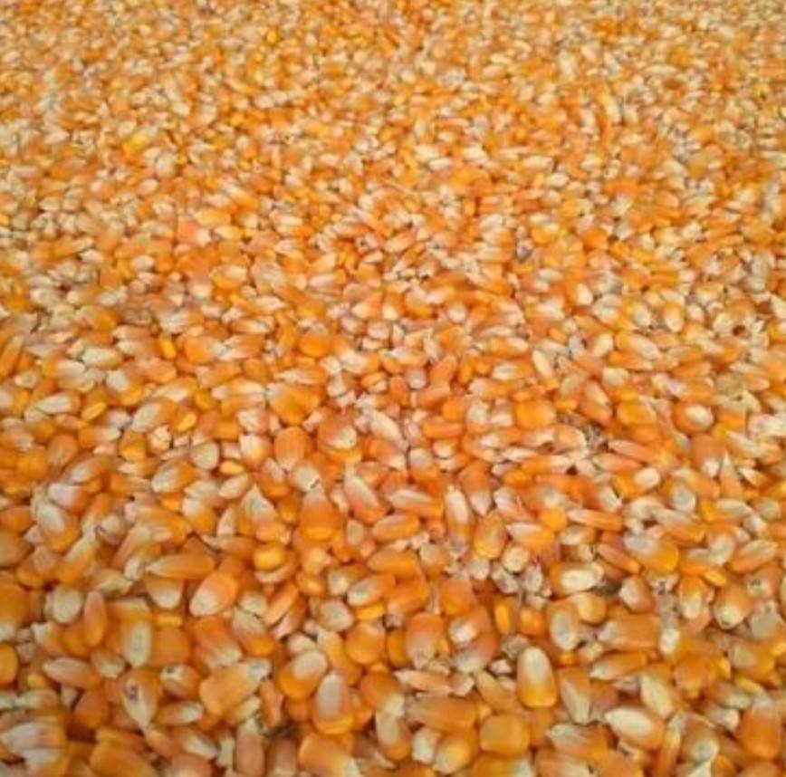 maize (corn)