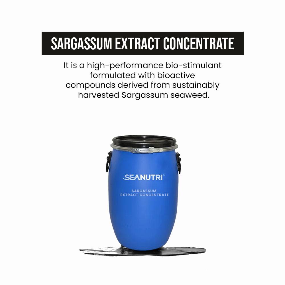 Sargassum