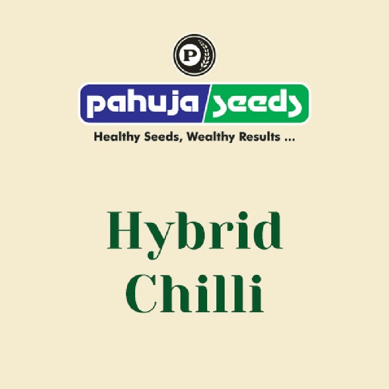 Chilli Seeds | Best Quality | Varieties