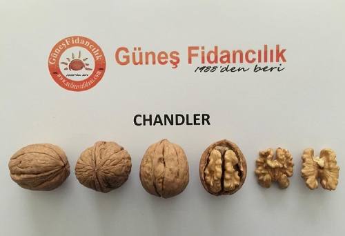 Chandler Walnut Tree - Turkish Walnut Trees
