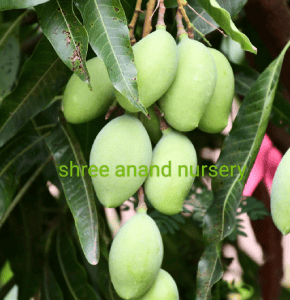 Mango | Variety |Quality Nursery Plant | Grafted