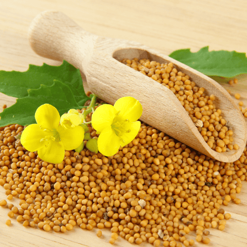 Super Quality Mustard Seeds Supplier & Oil Exporter from Madhya Pradesh