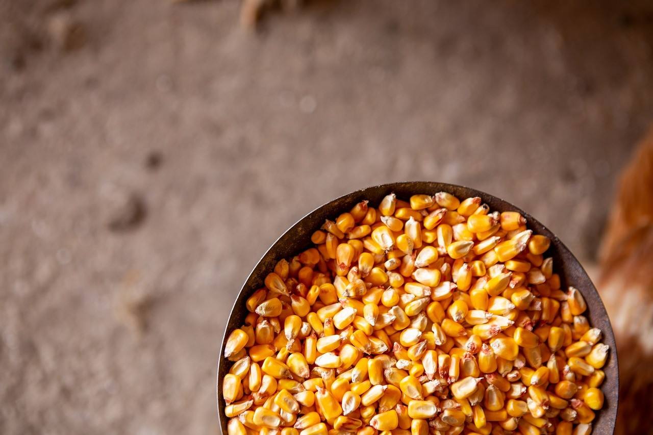 Premium Brazilian Yellow Corn