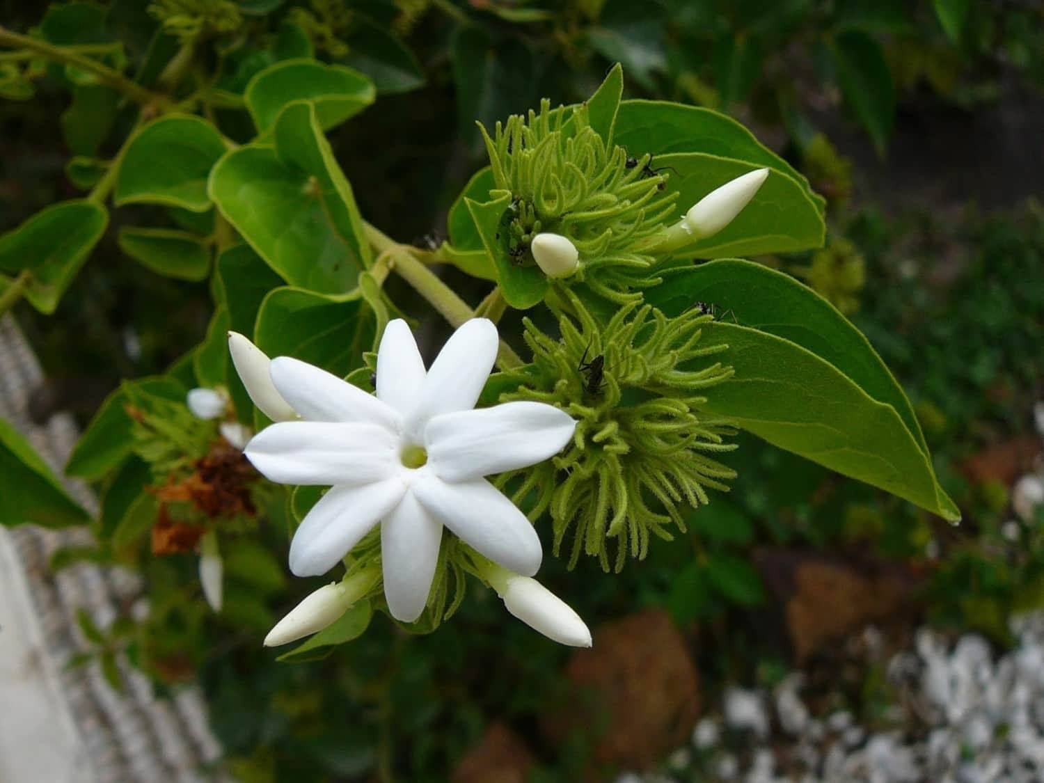 Chameli Flower
