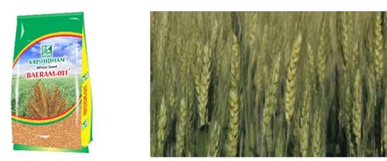 BALRAM 011 | Wheat Variety | Quality Seed