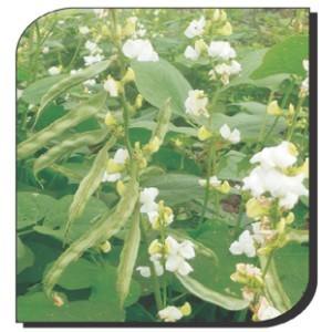 Dolichos Bean : Konkan Bhushan