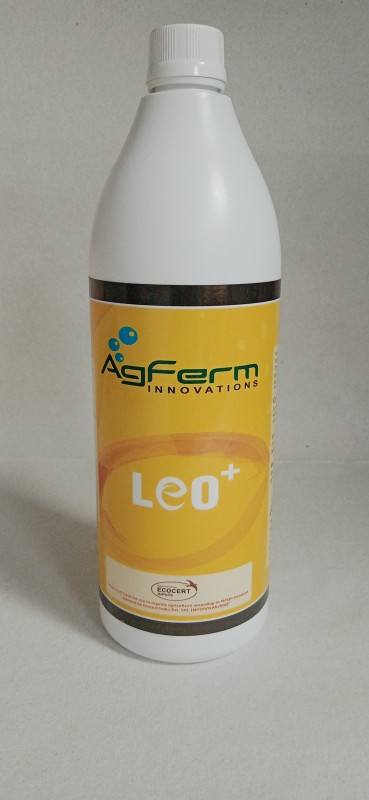 LEO
