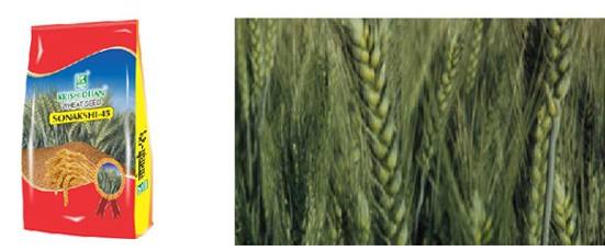 SONAKSHI 45 |Wheat Seeds