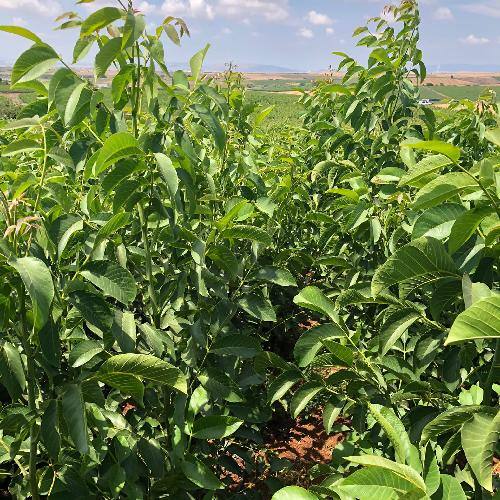 Walnut Plant for Agriculture – Walnut Trees for Farming, Latest Price