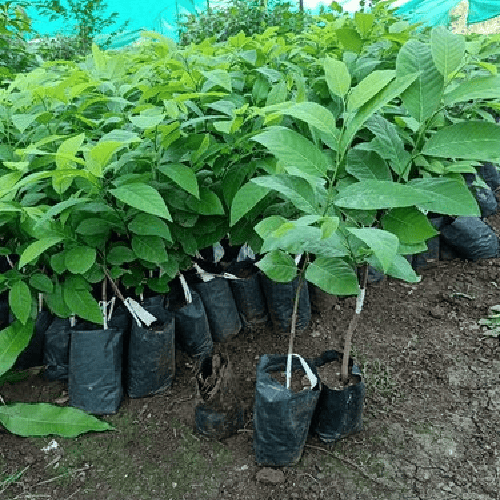 Custard Apple | NMK 1 golden | Custard Apple Variety
